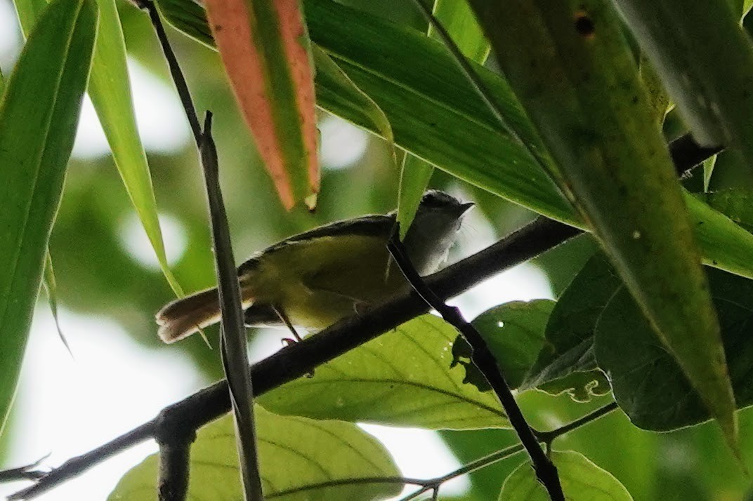 Yellow-bellied Warbler - ML610134119