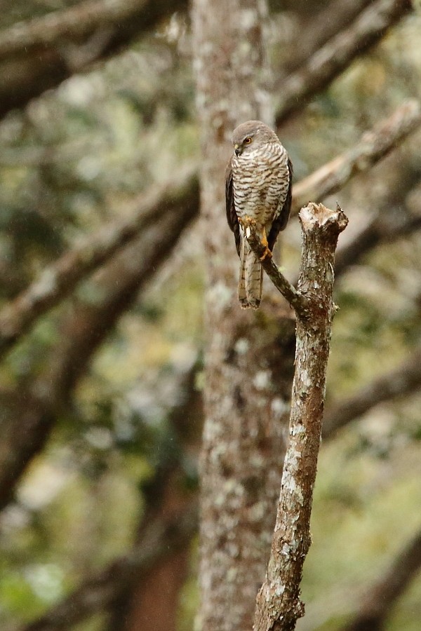 Madagascar Sparrowhawk - ML610134126