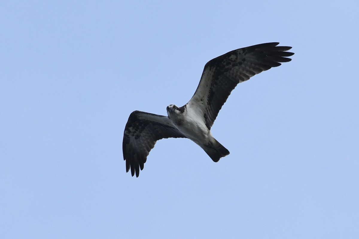 Águila Pescadora (haliaetus) - ML610134143