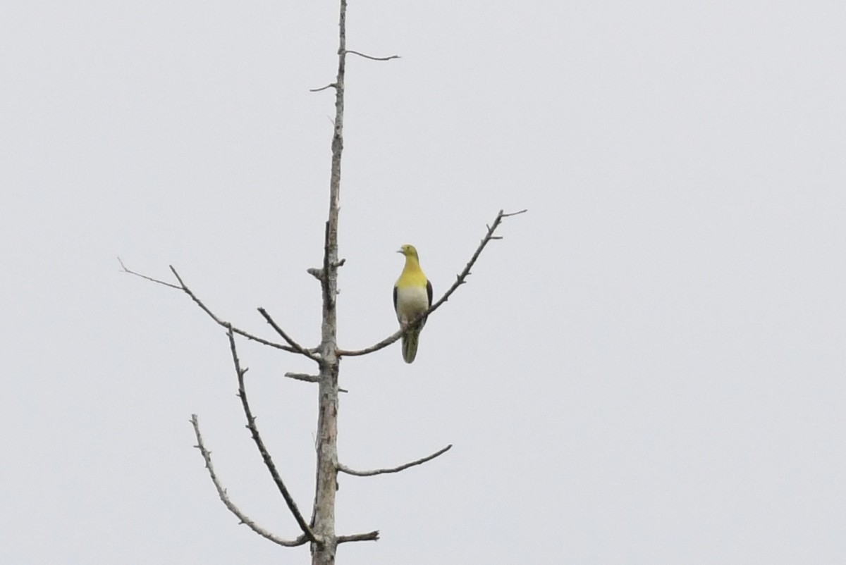 White-bellied Green-Pigeon - ML610134240