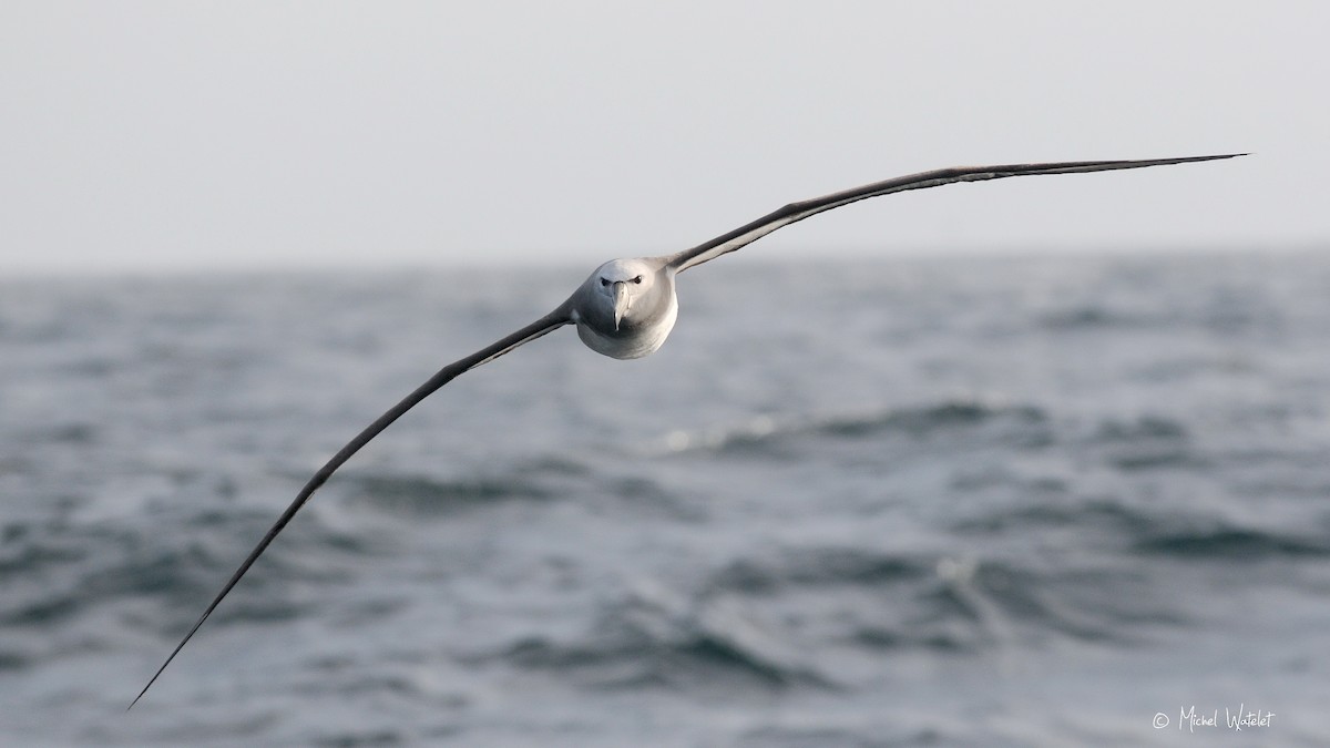 albatros snarský - ML610134294