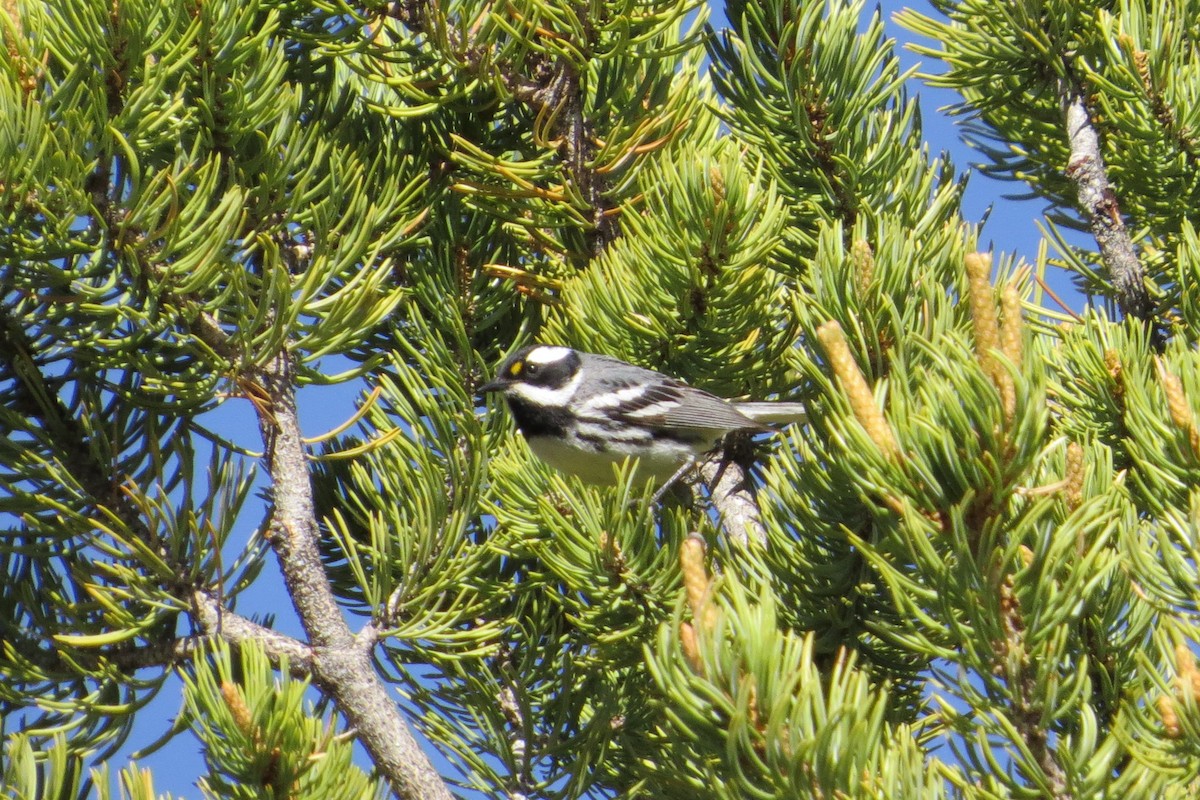 Black-throated Gray Warbler - ML610134597