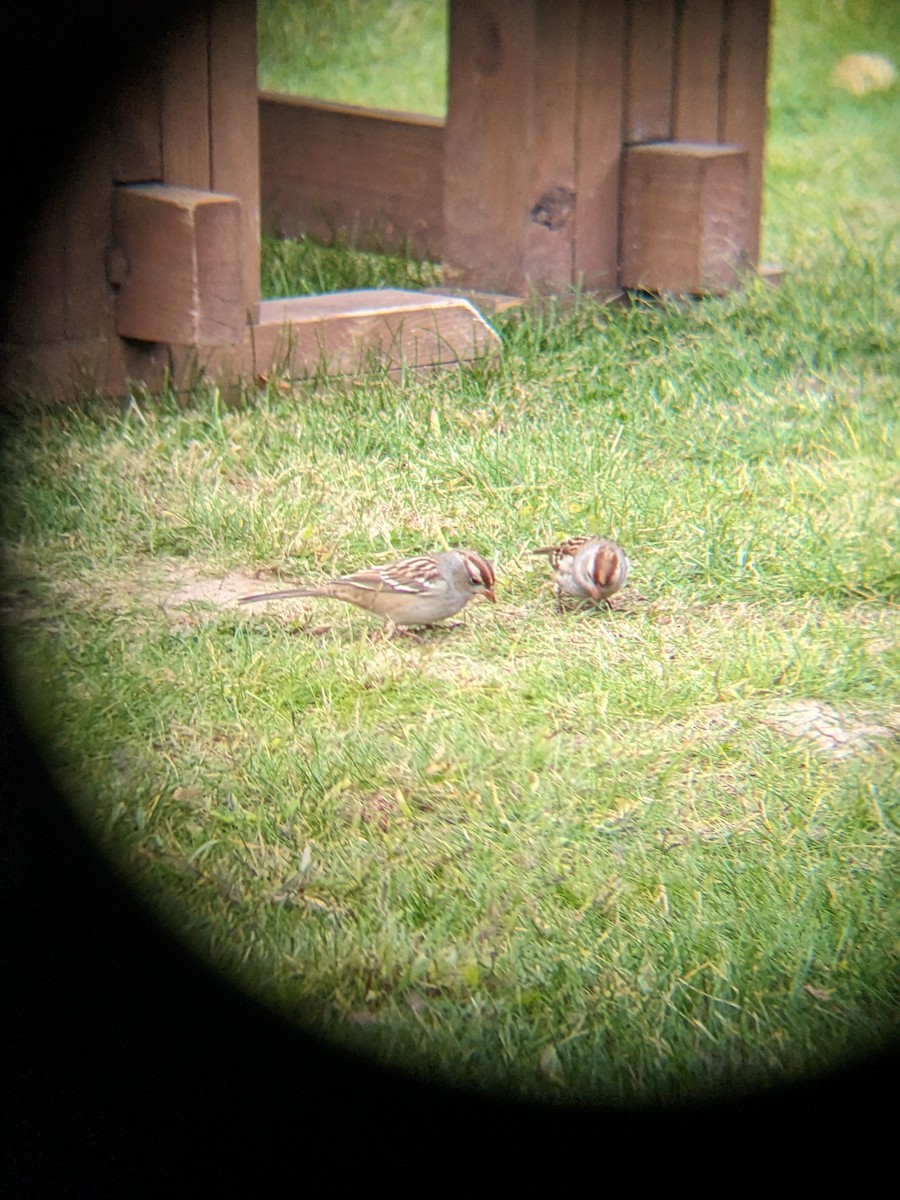 Chipping Sparrow - ML610134665