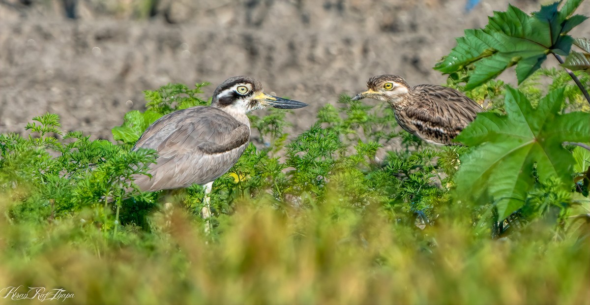 Great Thick-knee - ML610134671