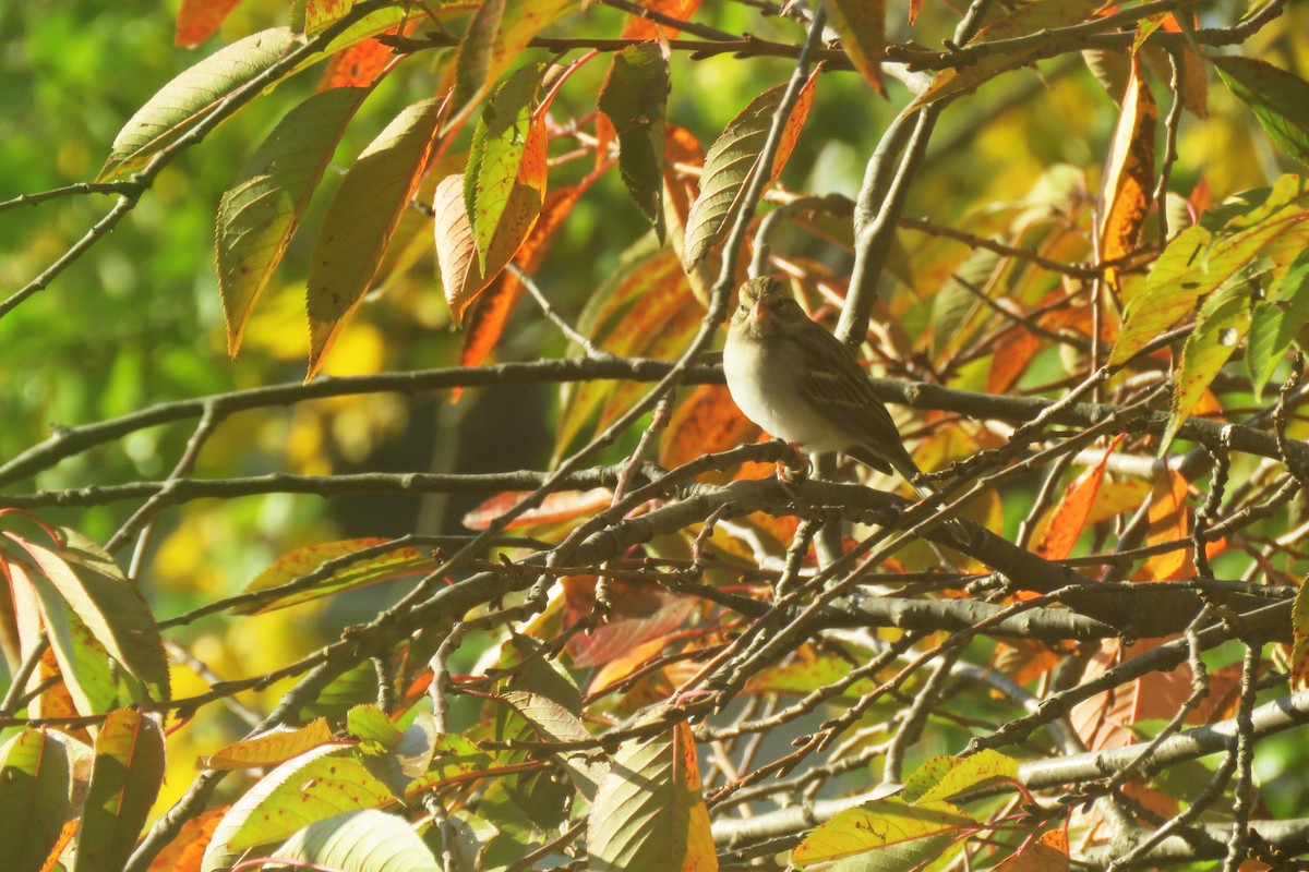 Chipping Sparrow - ML610134799