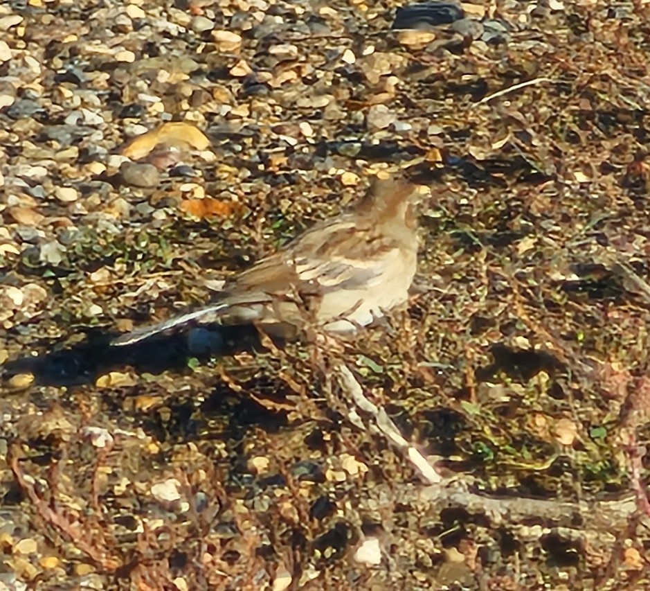 Field Sparrow - ML610135034