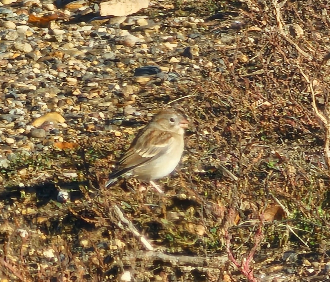 Field Sparrow - ML610135035