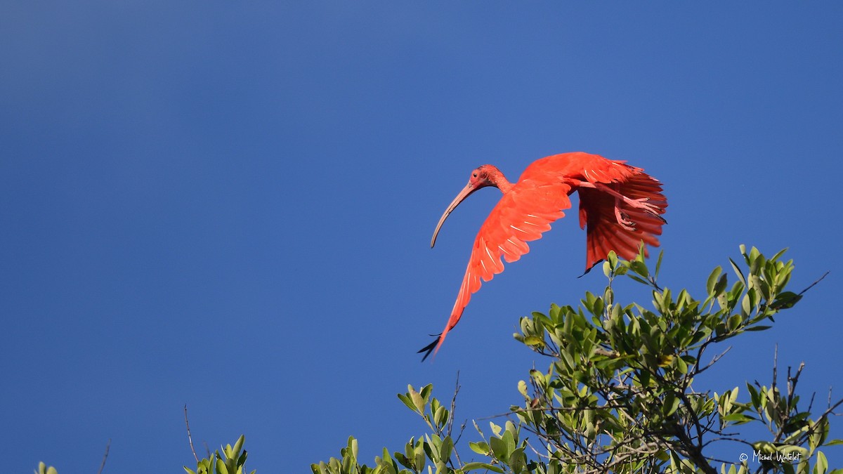 Scarlet Ibis - ML610135341