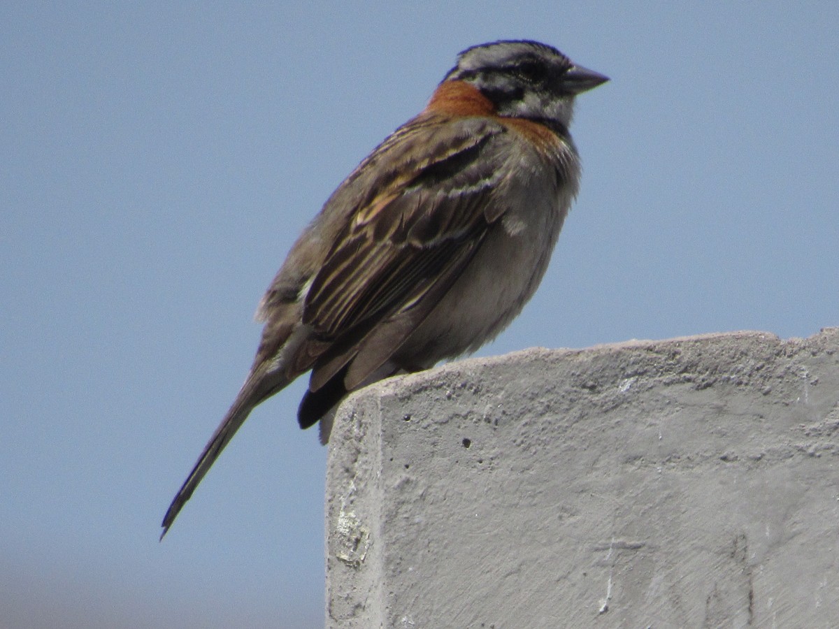 Rufous-collared Sparrow - ML610135371