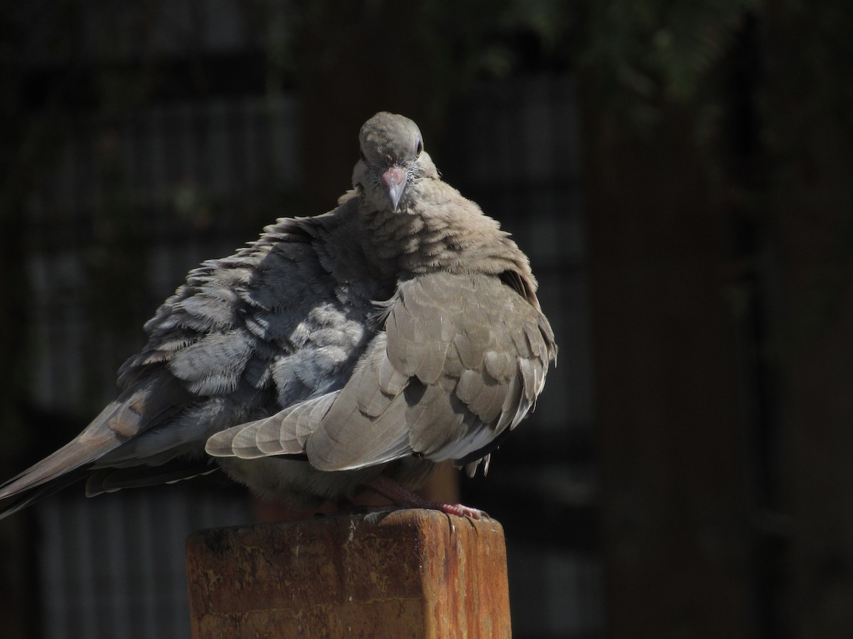 Сизый голубь (Одомашненного типа) - ML610135414
