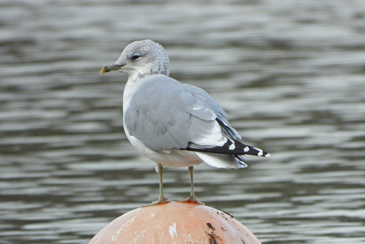 Common Gull - Paul Lewis
