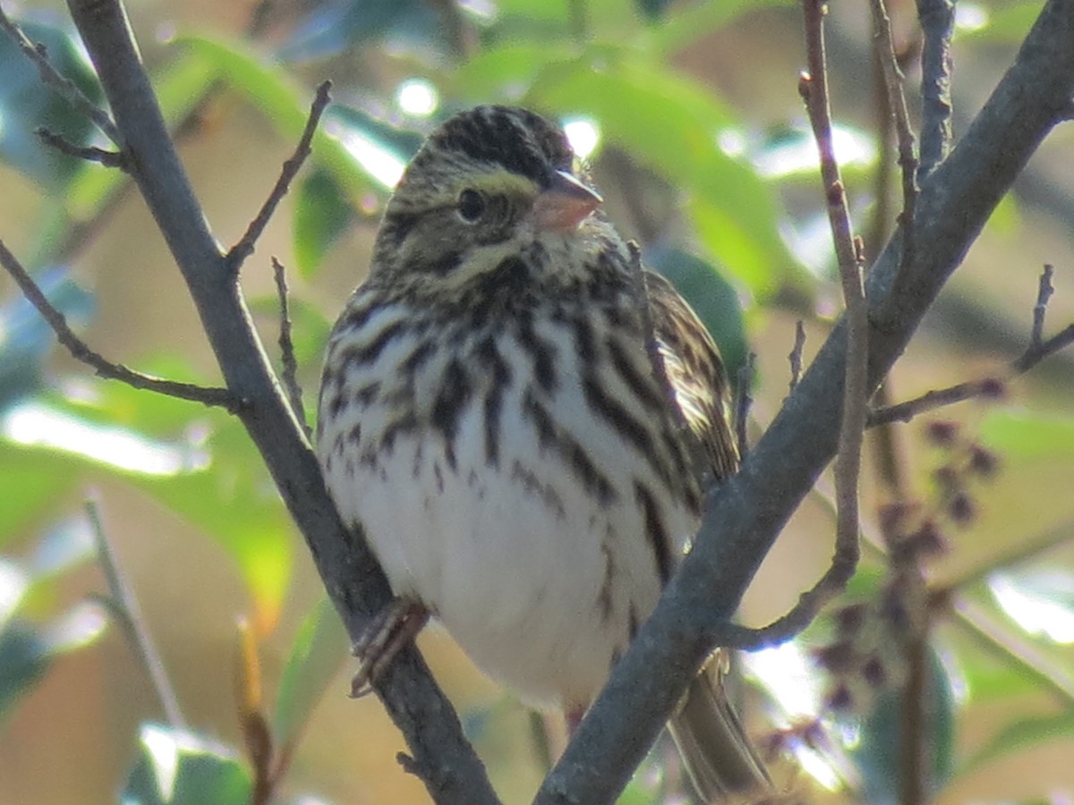 Savannah Sparrow - ML610135955