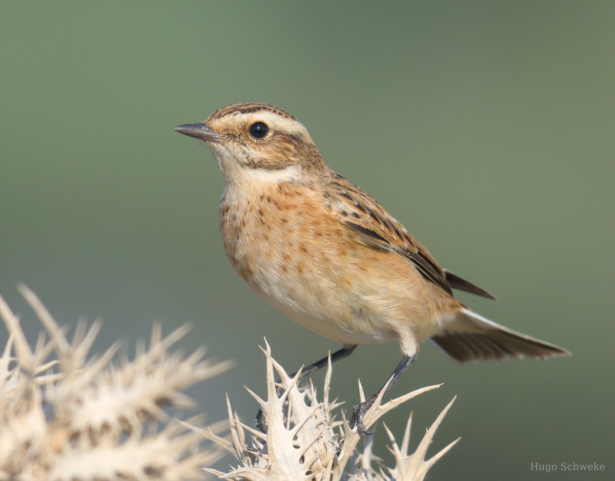 Whinchat - ML610135956