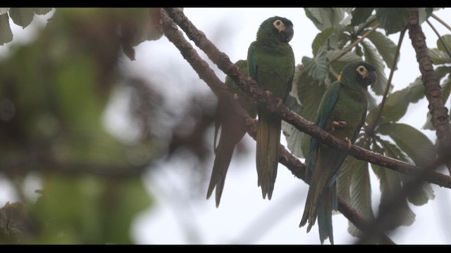 Yellow-collared Macaw - ML610136018