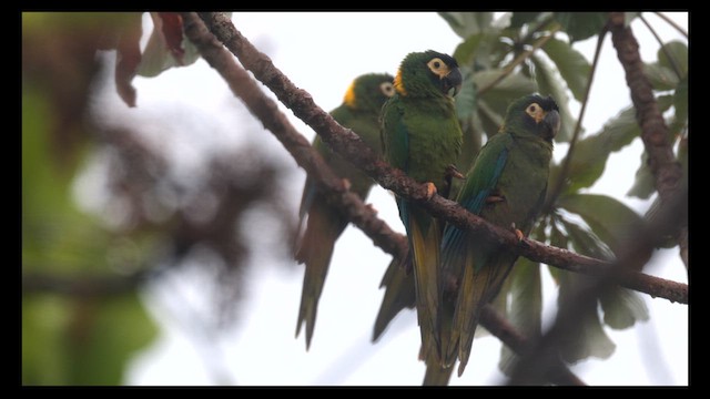 Yellow-collared Macaw - ML610136377