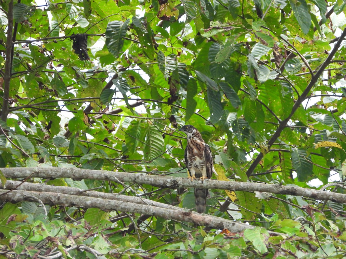 Sulawesi Honey-buzzard - ML610136479