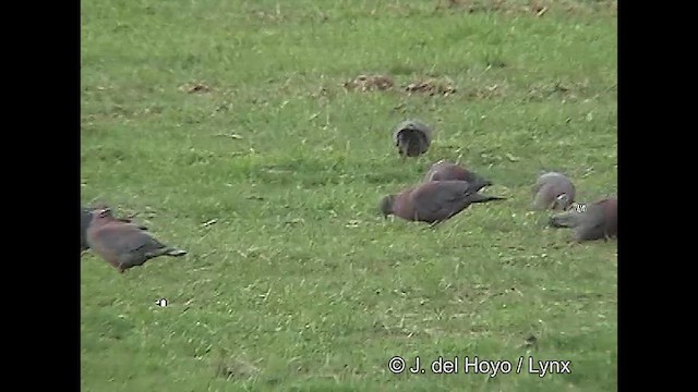 Chilean Pigeon - ML610136838