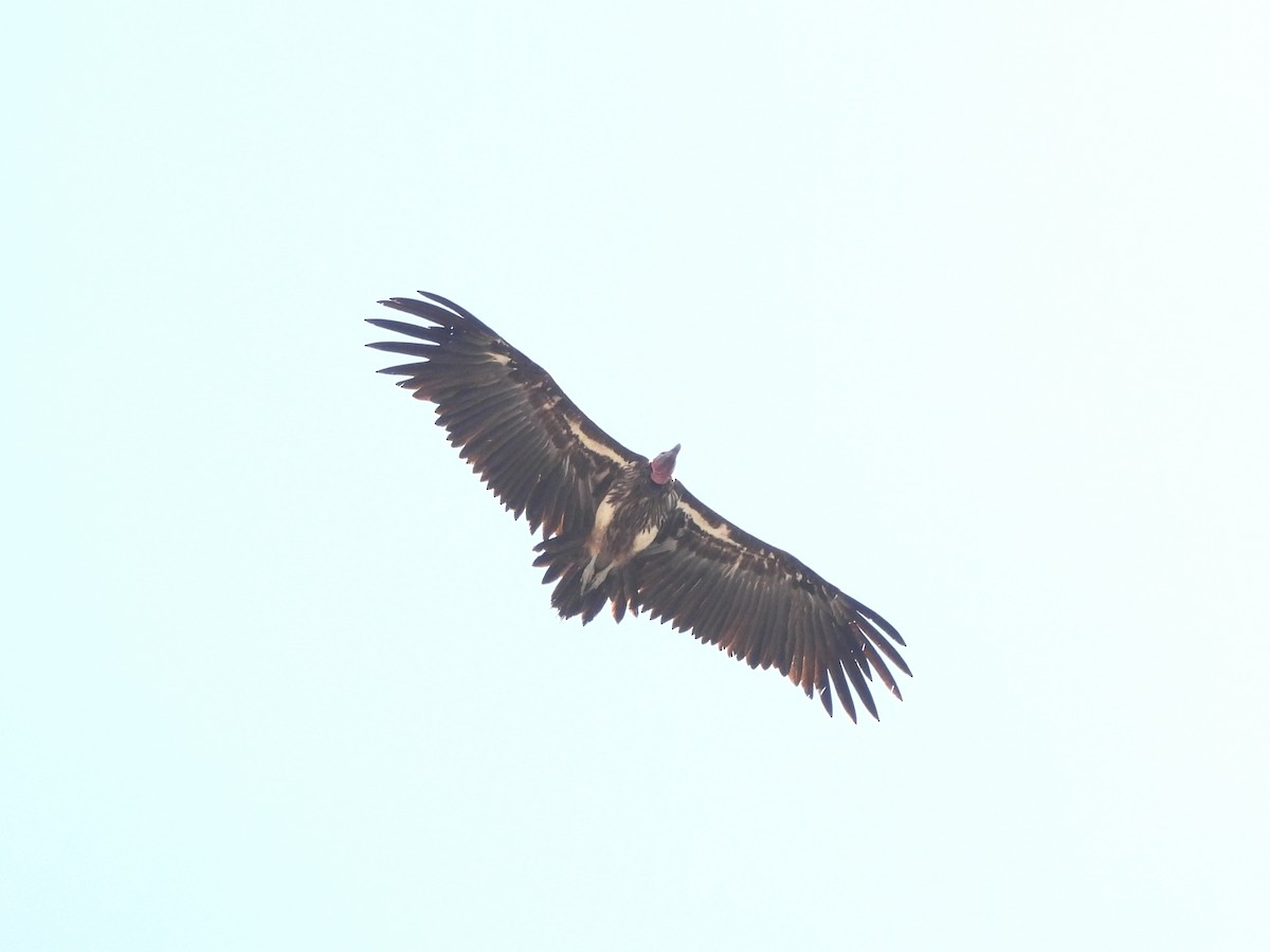 Lappet-faced Vulture - ML610136879