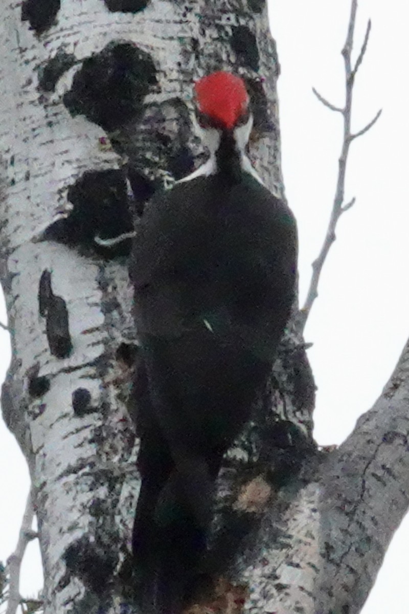 Pileated Woodpecker - ML610136896