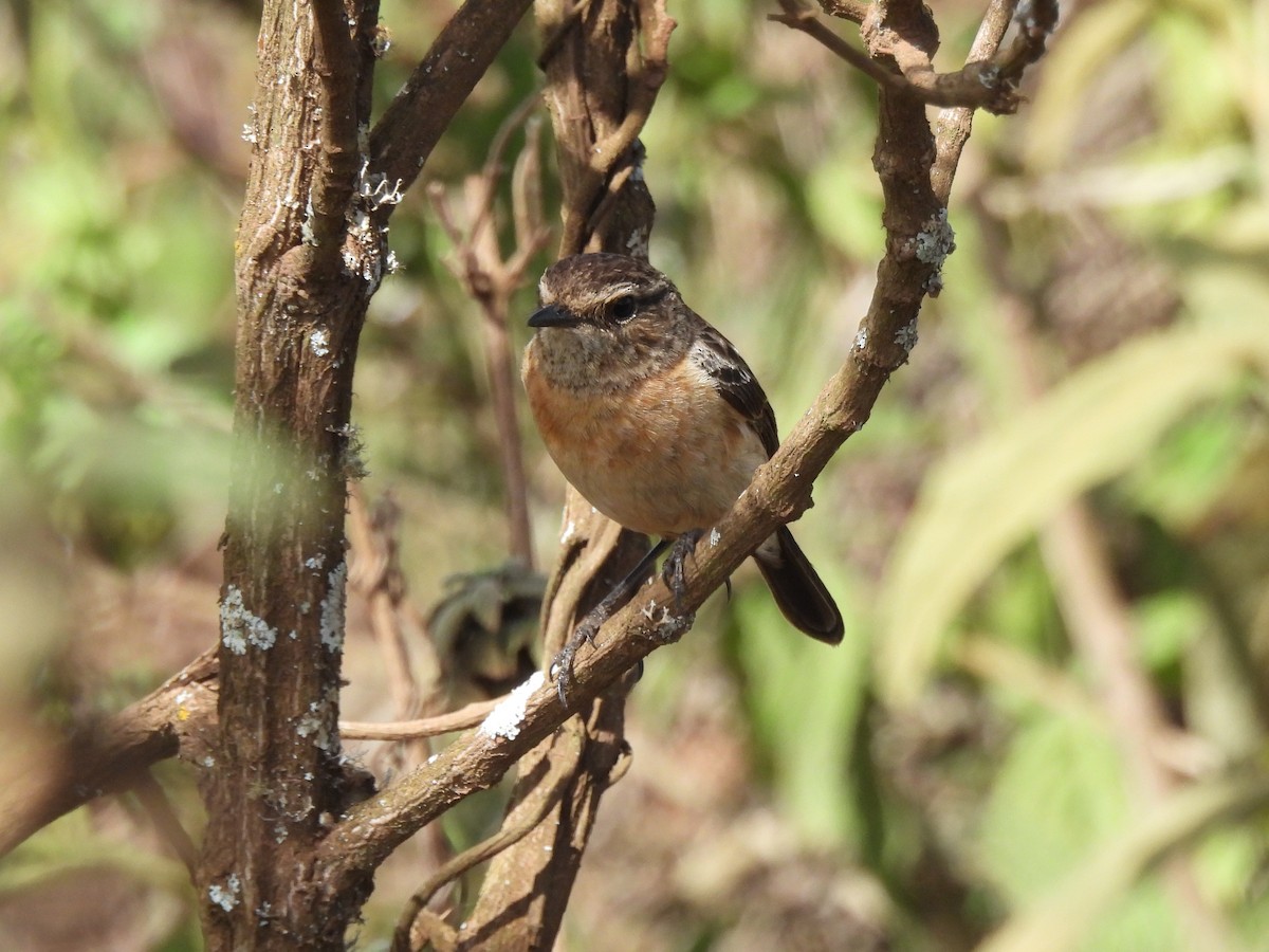 African Stonechat (African) - ML610137158