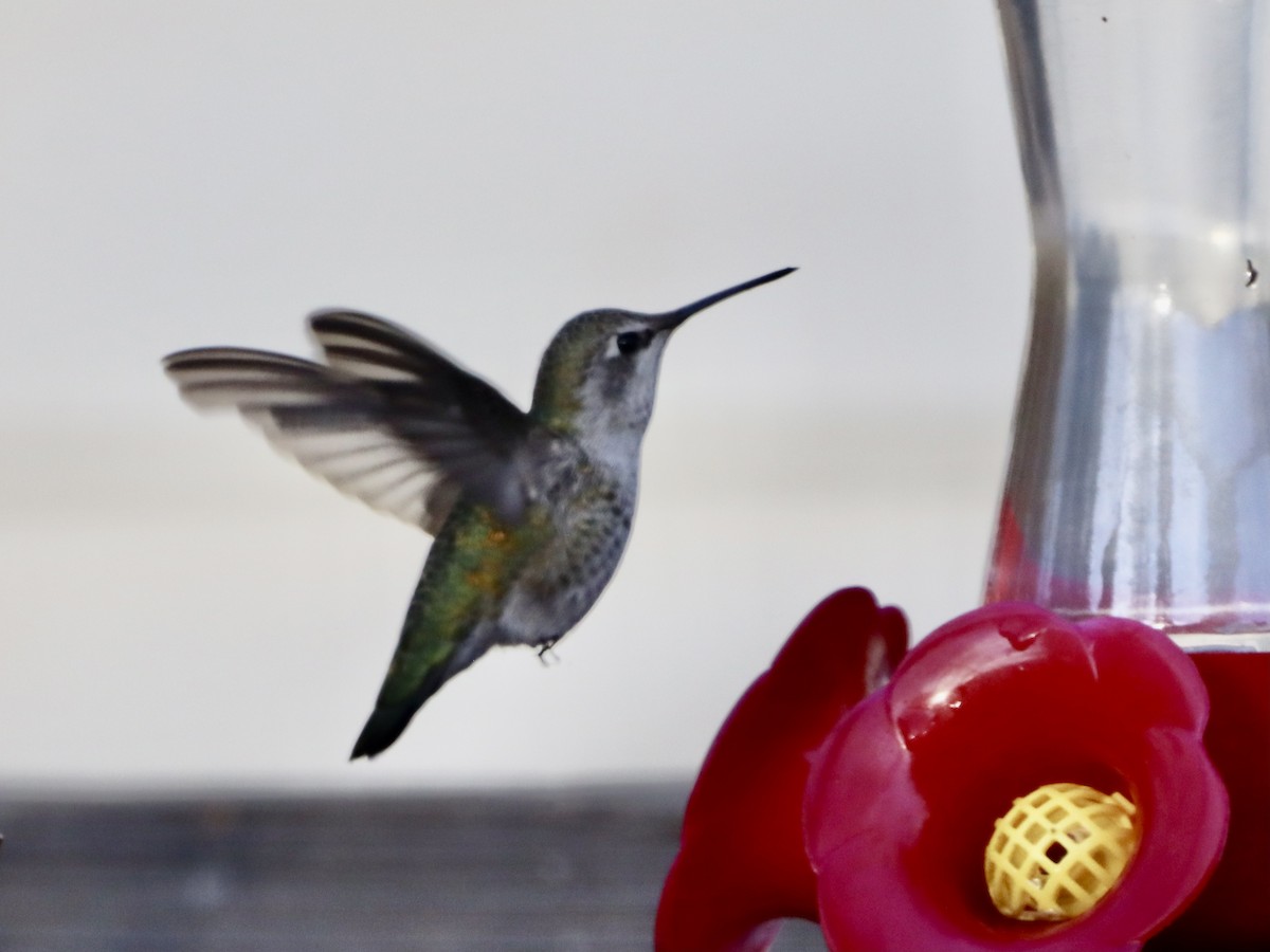 Anna's Hummingbird - ML610137171