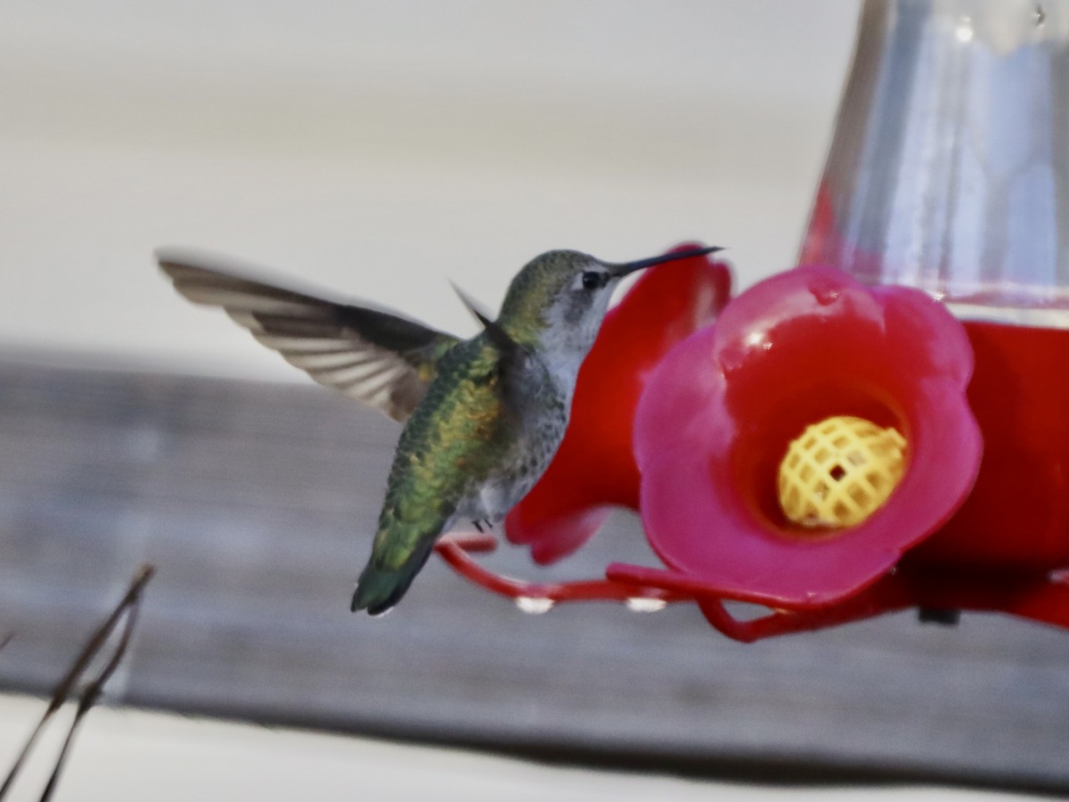 Anna's Hummingbird - ML610137173