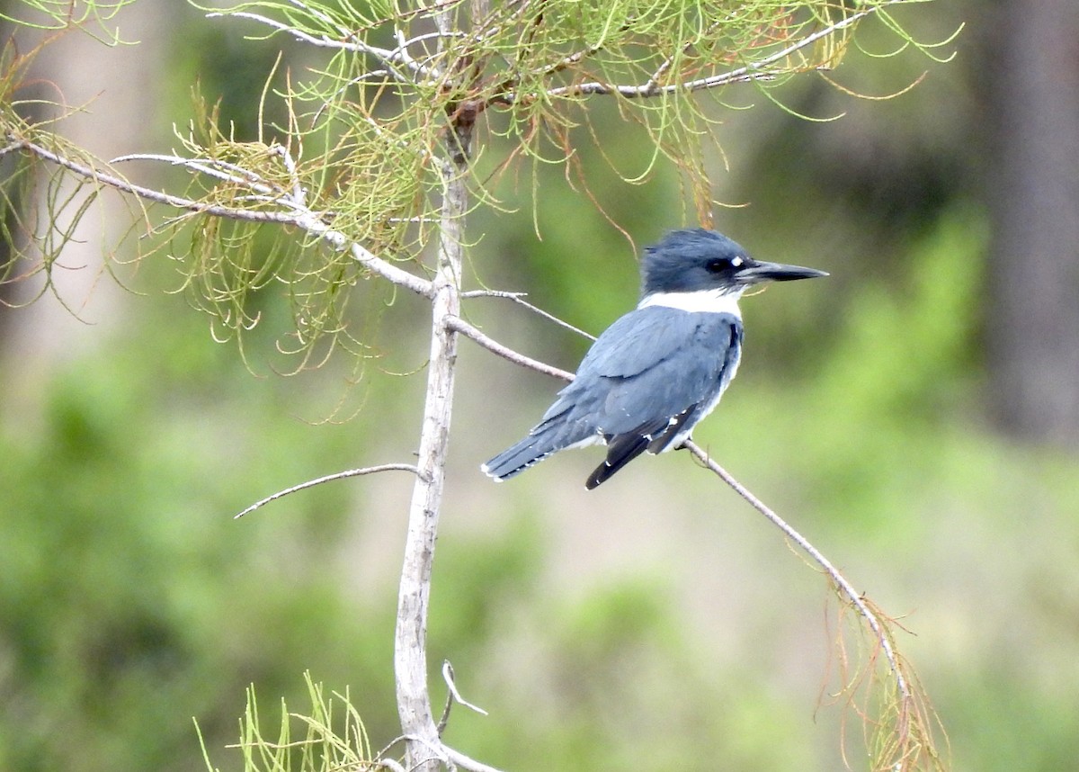 Belted Kingfisher - ML610137538