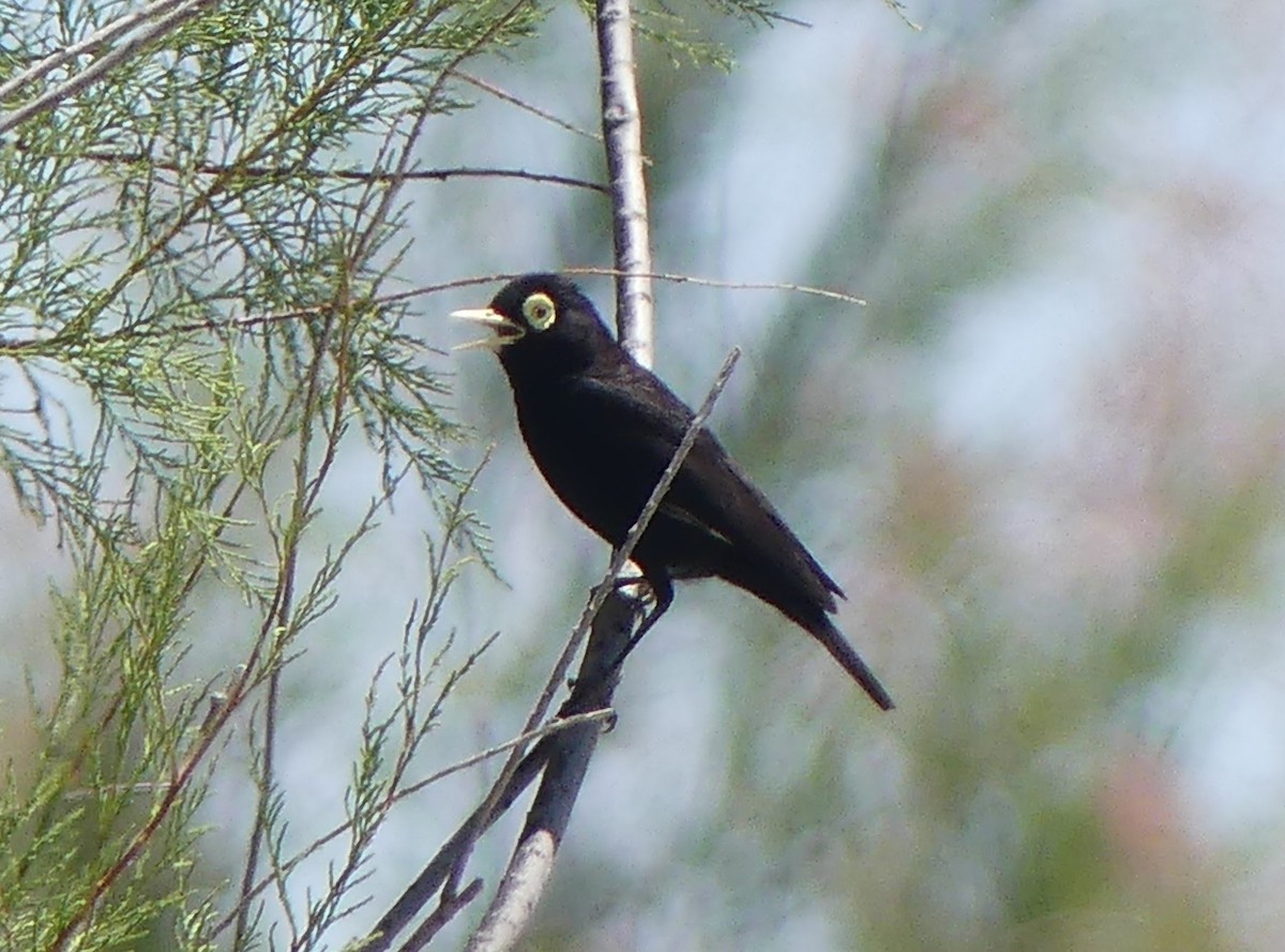 Spectacled Tyrant - ML610137943