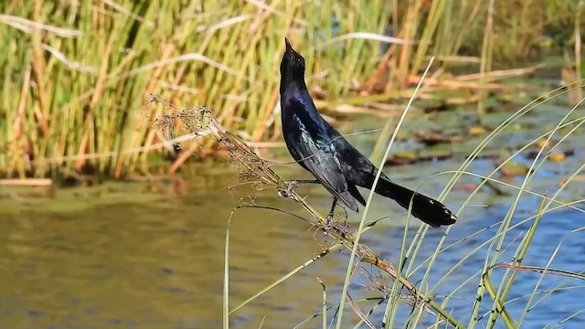 Boat-tailed Grackle - ML610137971