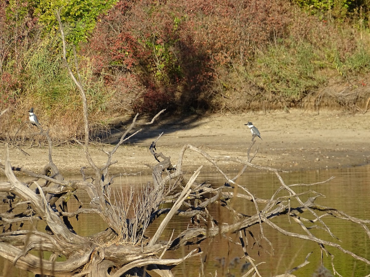 Belted Kingfisher - ML610137991