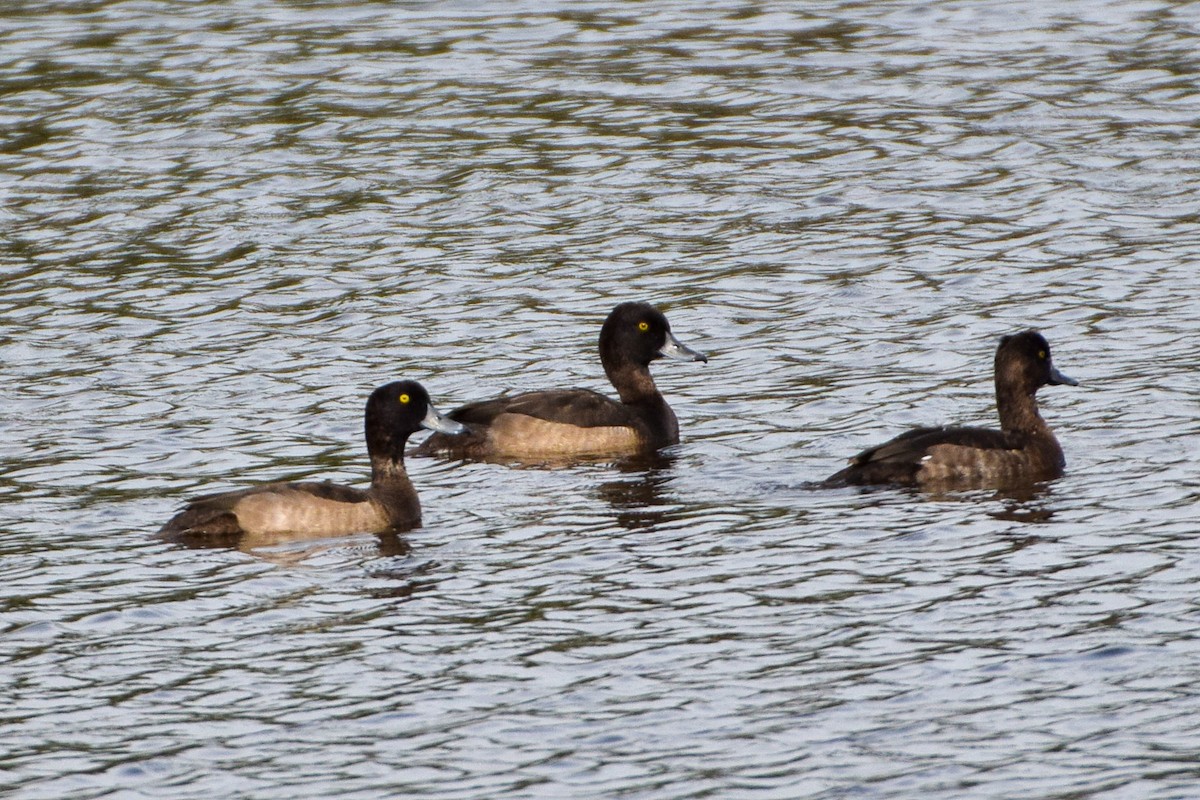 Tufted Duck - ML610138271