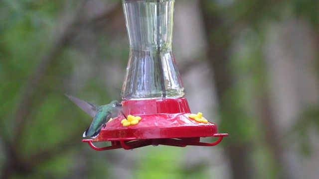 Ruby-throated Hummingbird - ML610138326