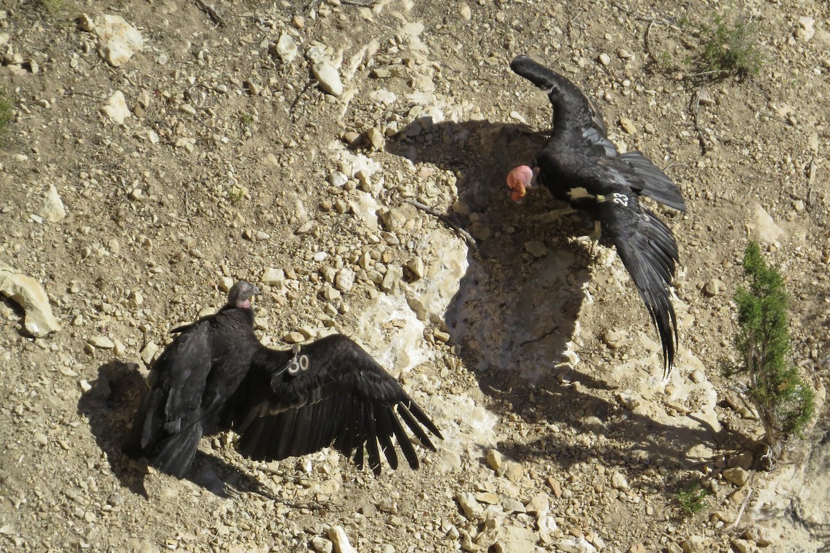 California Condor - Gary Bowman