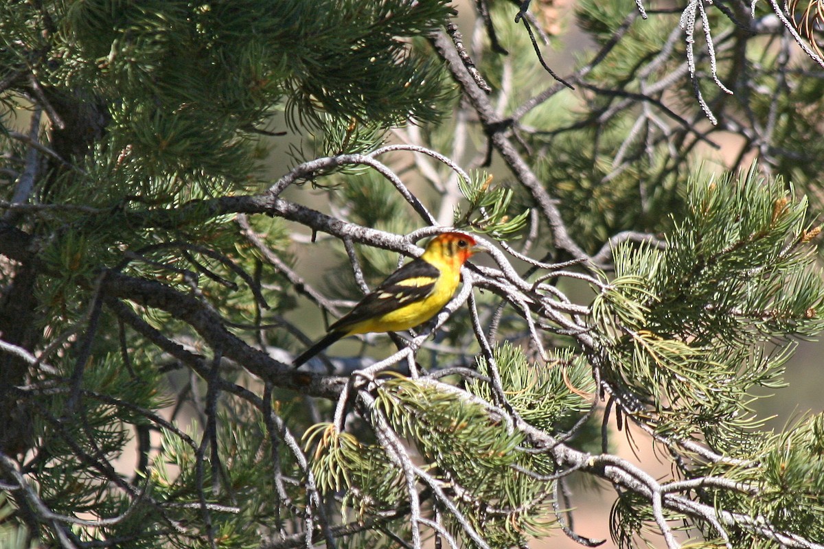 Western Tanager - ML610138927