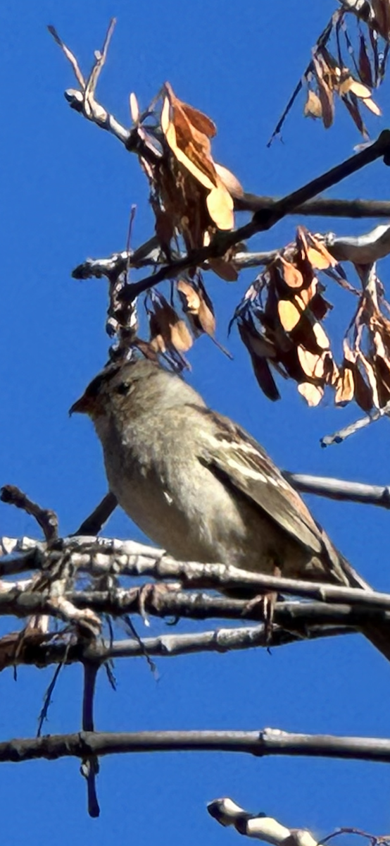 White-crowned Sparrow - ML610139210