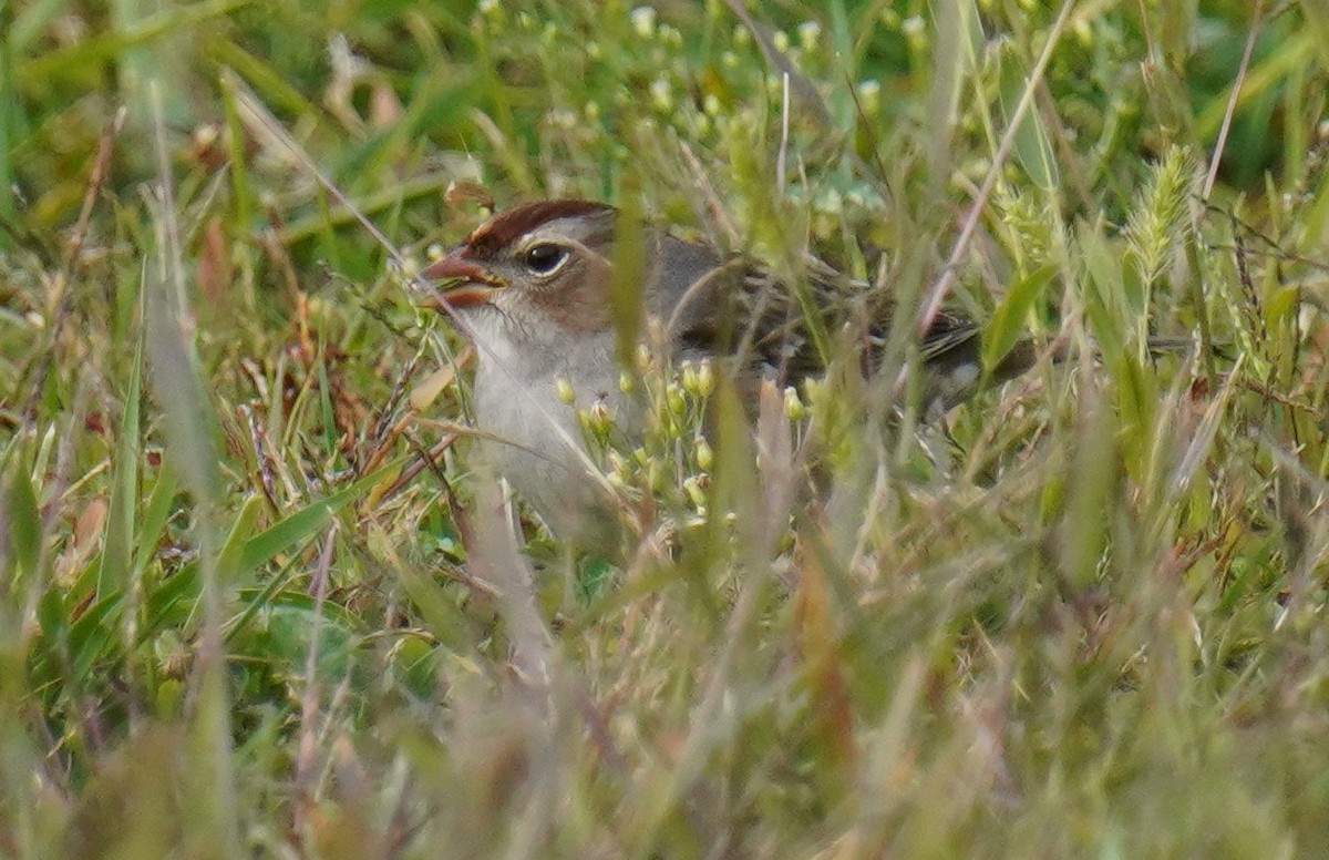 White-crowned Sparrow - ML610139507