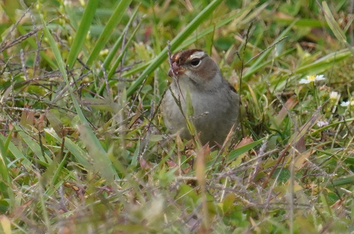 White-crowned Sparrow - ML610139512