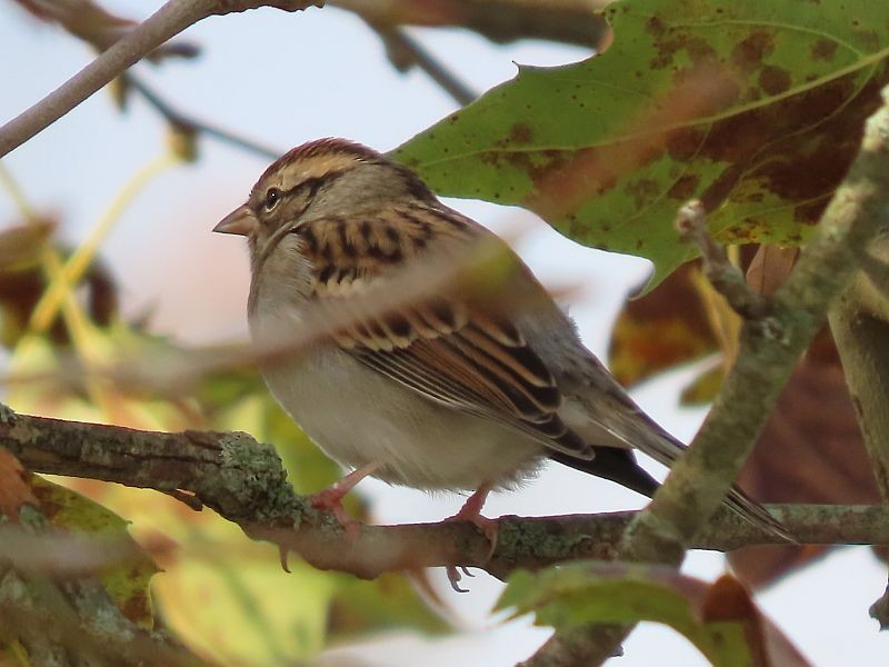Chipping Sparrow - ML610139573