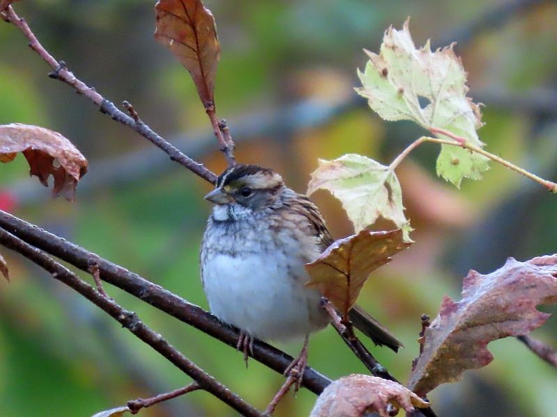 White-throated Sparrow - ML610139577