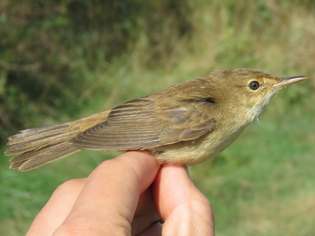 Common Reed Warbler - ML610139585