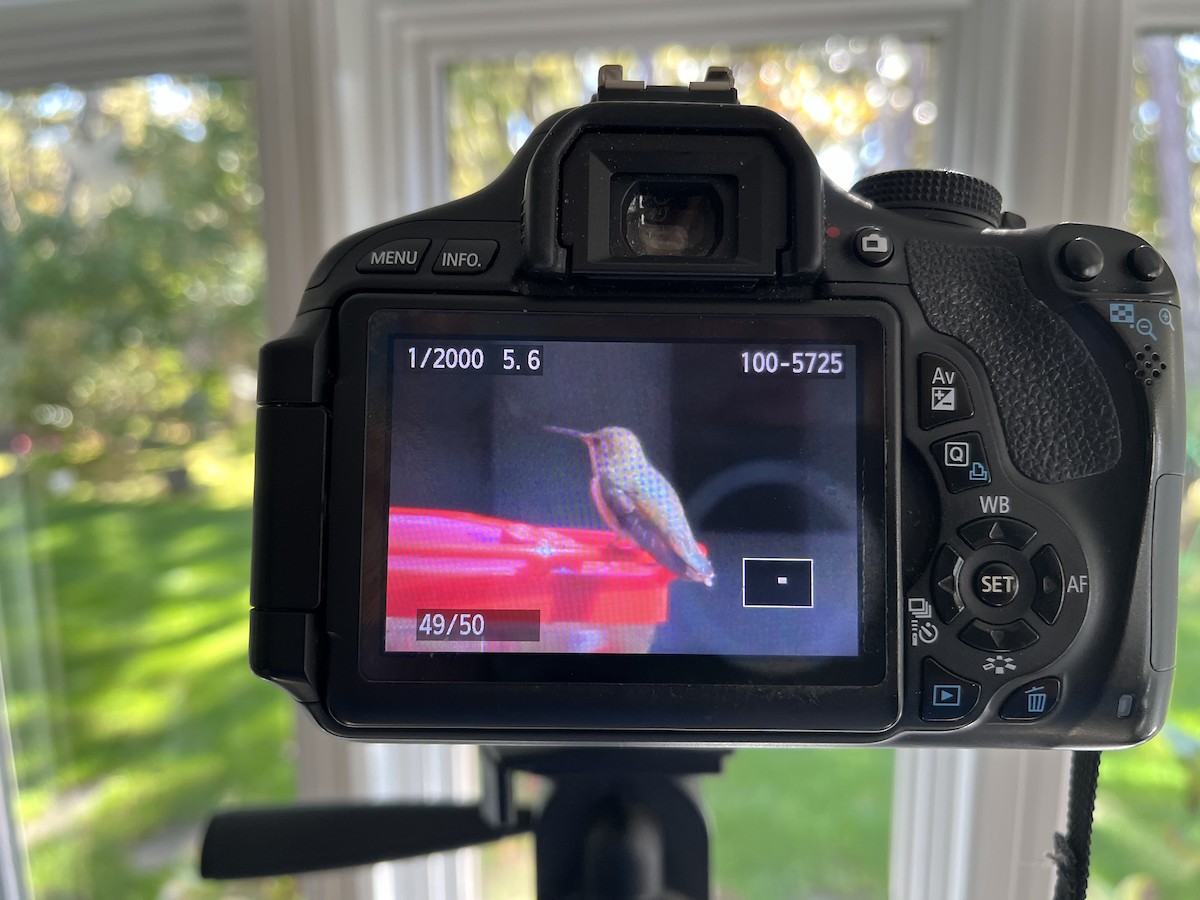 Rufous Hummingbird - ML610139694