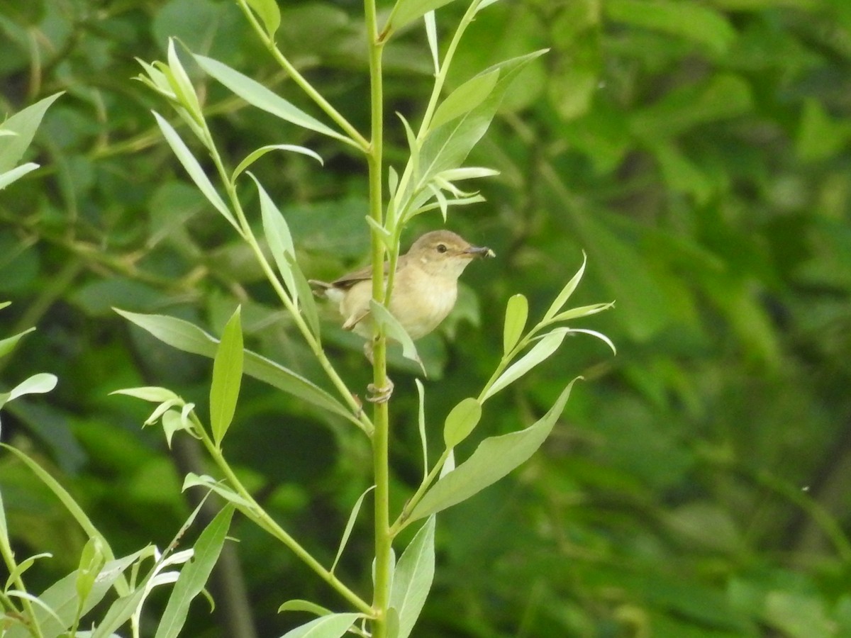 Common Reed Warbler - ML610140282