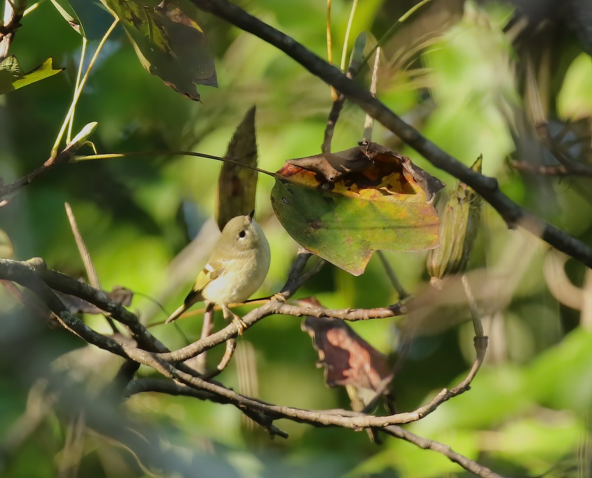 Ebird Checklist Oct Stanford Park Species