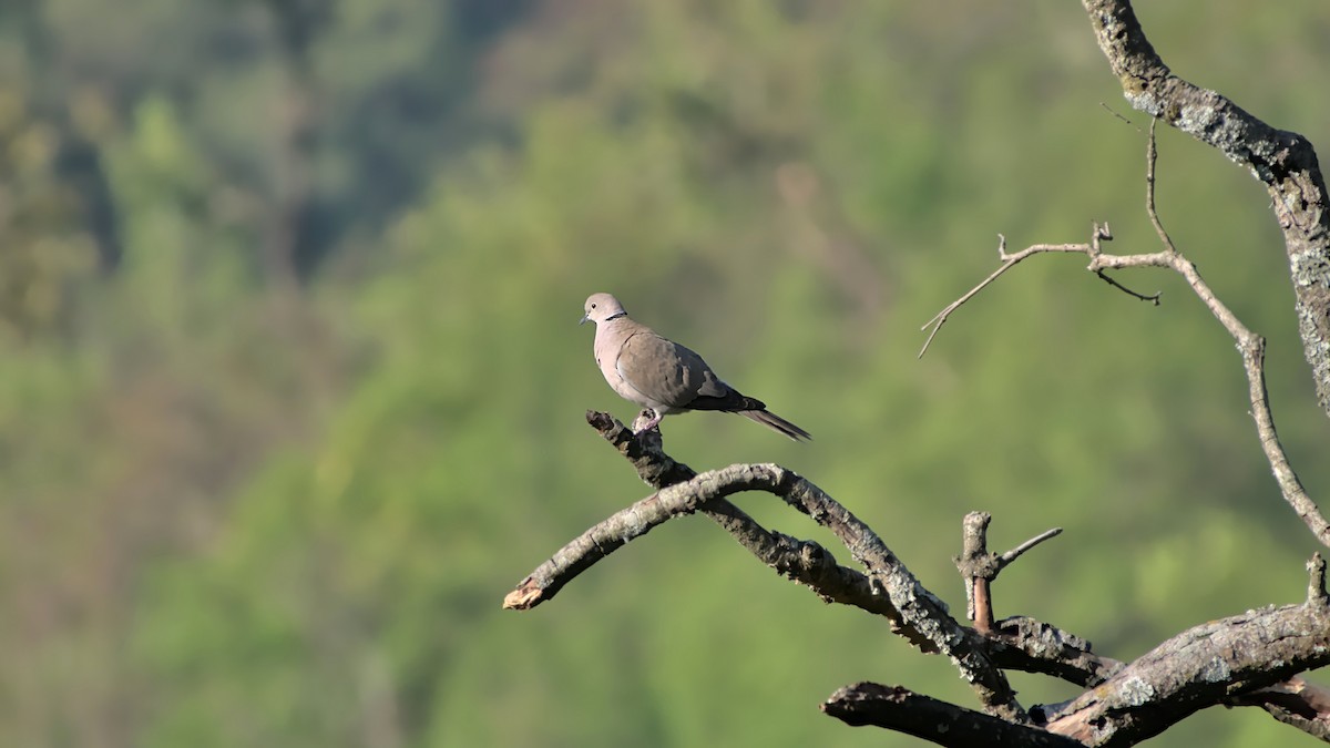 Eurasian Collared-Dove - ML610140506