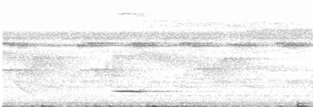 Белокрылая сорока (aterrimus) - ML610140528