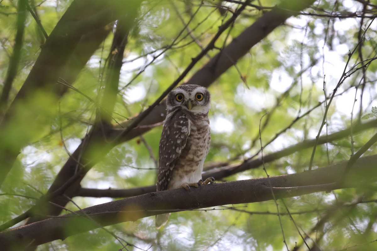 Spotted Owlet - ML610140598