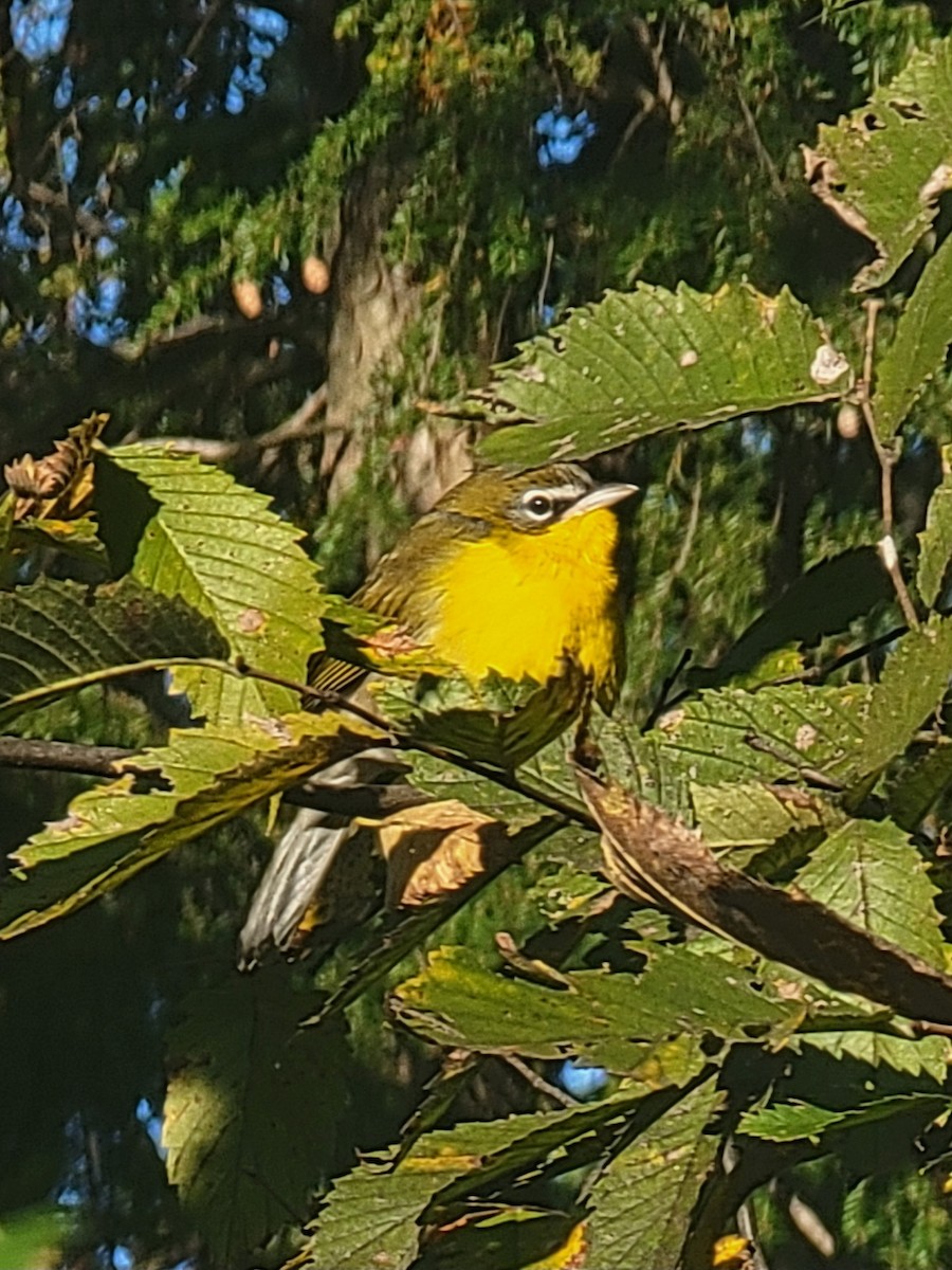 Yellow-breasted Chat - ML610140800