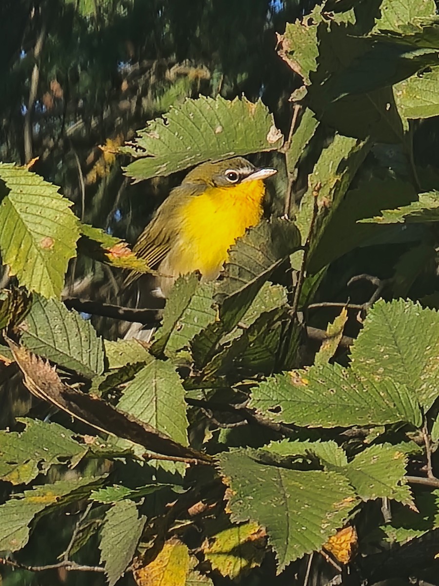 Yellow-breasted Chat - Evelyn Huang