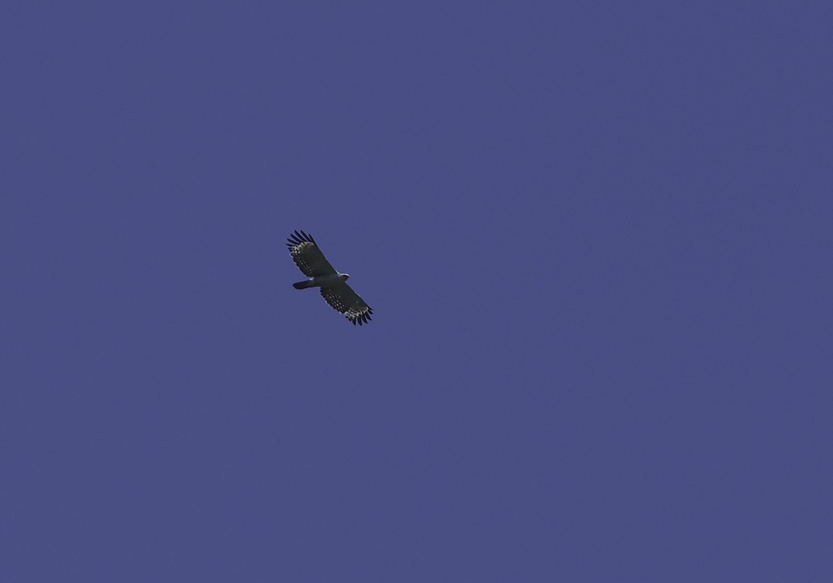 Зондский хохлатый орёл - ML610141260