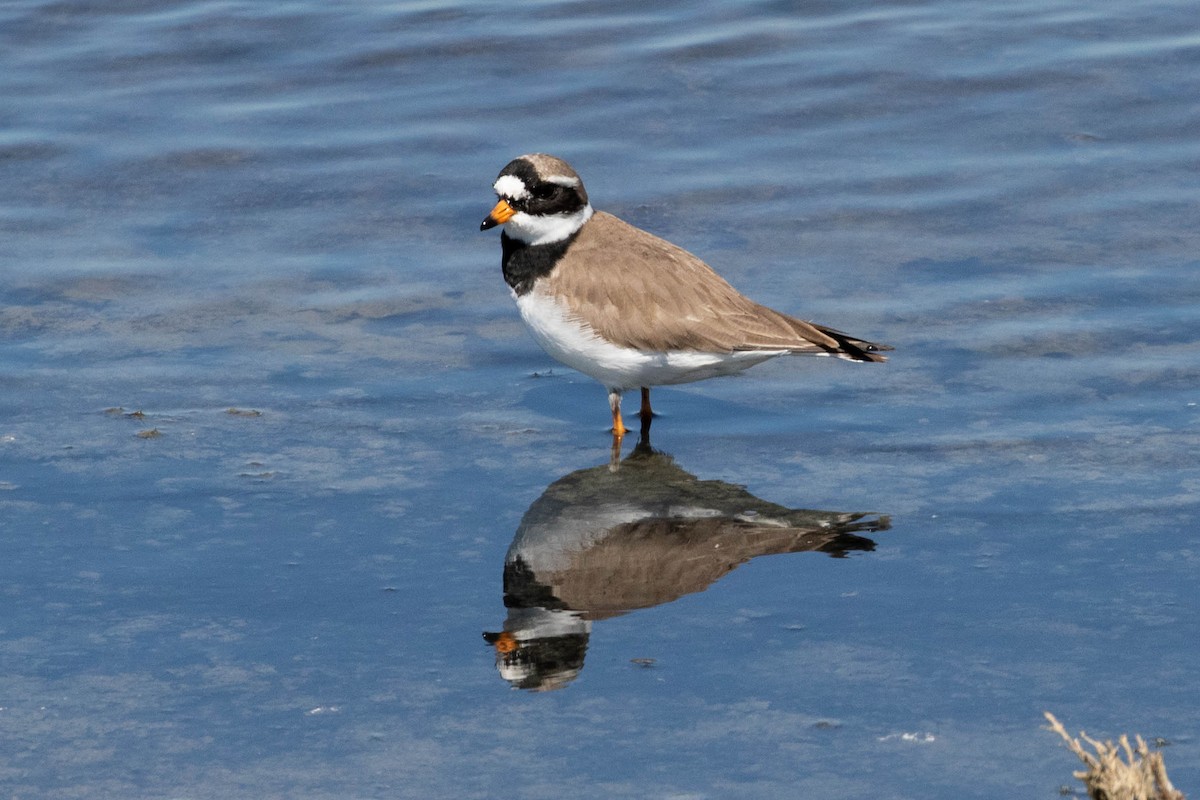 Common Ringed Plover - ML610141623